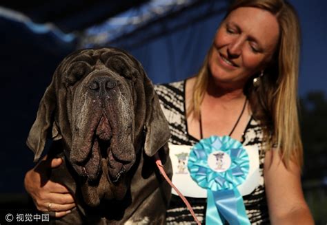 Huge Homely Mastiff Named Martha Wins Worlds Ugliest Dog