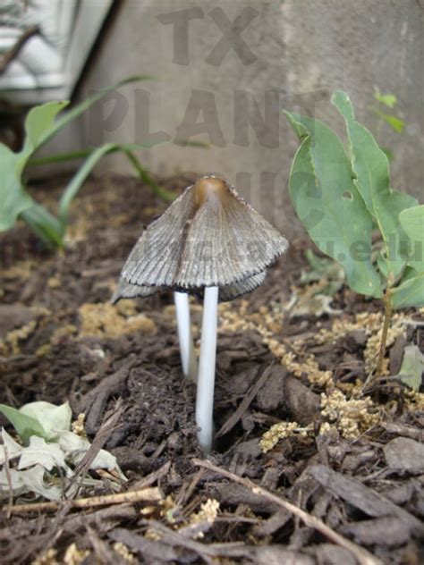 This family business also produces a unique range of mushroom based products , for example dried and powdered mushrooms for. Mushrooms in the Garden Beds | Texas Plant Disease ...