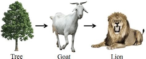 A food chain shows you how one organism eats another and transfers its energy. NSTSE (National Science Talent Search Exam- Unified ...