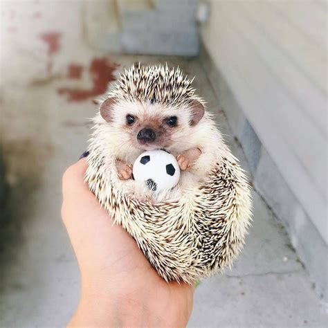 Small Hedgehog Like Animal Peepsburghcom