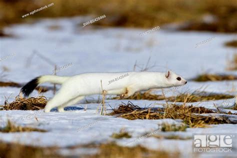 Ermine Stoat Short Tailed Weasel Mustela Erminea Running On Snow