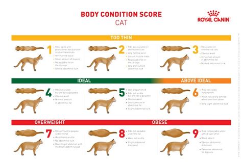 Body condition is one of the most important things to know about when raising cattle. Is My Cat Overweight - Best Vet Online