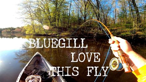 Fly Fishing Bluegill This Fly Works Youtube