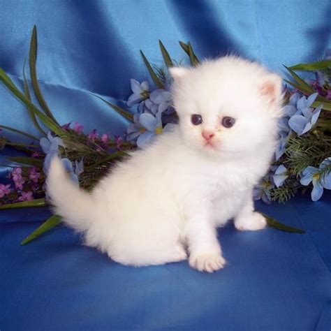 White Kittens Cute Kittens Photo 41531120 Fanpop