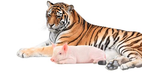 Tigers And Pigs Together