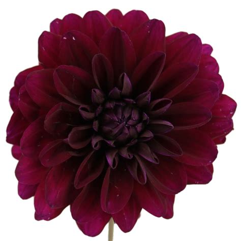 Burgundy Berry Dahlia Flower