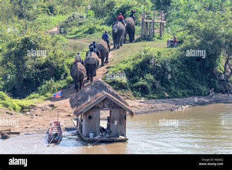 asian asiatic elephant elephas maximus crossing nam khan river houseboat and elephant mounting