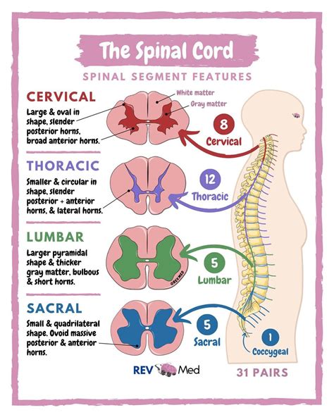 Spinal Cord Anatomy • Cervical 8 Large And Oval Grepmed