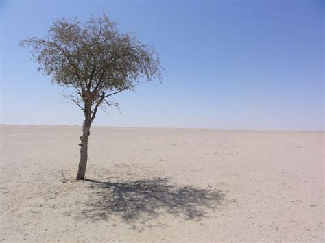 The Forgotten Tree Zufar Oman Oman Photo Outdoor
