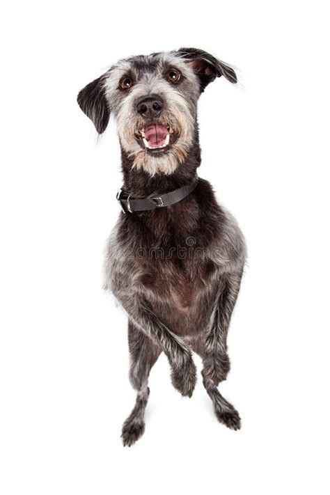 Happy Dog Dancing On Hind Legs Stock Image Image Of Joyful Shot