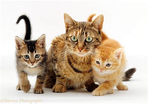 Mother Cat And Kittens Photo Wp16764