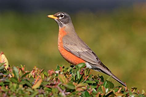 Get To Know These 20 Common Birds Audubon