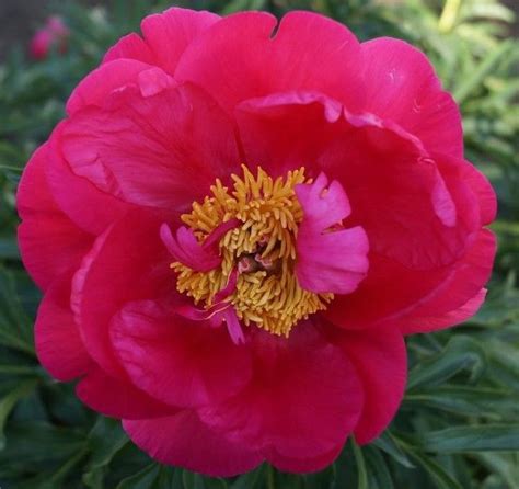 And the red peony is no different. Peony 'Coral Fay' | Peonies, Flowers, Plants