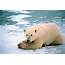 Polar Bear Swims 400 Miles With Cub On It’s Back « Green Energy Times