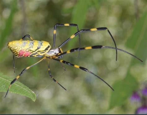 Joro Spiders Gentle Giants Are Spreading Throughout The Southeastern