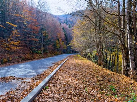 Premium Photo Road Covered With Colorful Leaves In Abana National