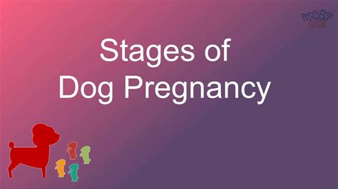 Stages Of Dog Pregnancy Week By Week Calendar With Images Youtube