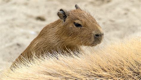Capybara San Diego Zoo Kids