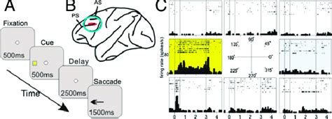 Spatial Working Memory In Primates A The Odr Spatial Working Memory