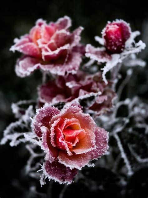 Frozen Roses Beautiful Roses Beautiful Flowers Winter Rose