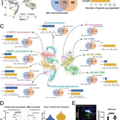 Sex Differences In Gene Expression Within Human Drg Neuronal