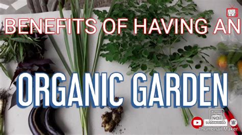 Learn more about organic gardening from earth's ally. BENEFITS OF HAVING YOUR OWN ORGANIC VEGETABLE GARDEN - YouTube