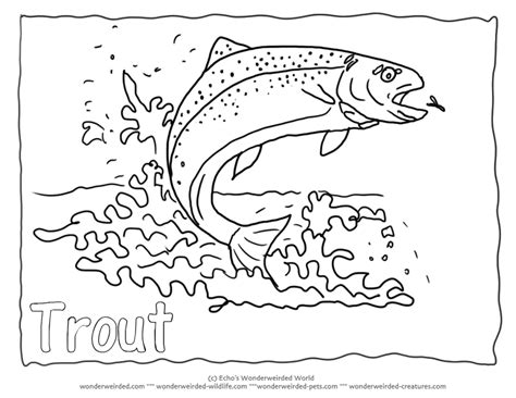 Rainbow Trout Coloring Page Rainbow Trout Pictures For Fish Coloring