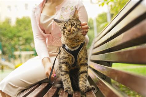 Cat Sneezing Swollen Lymph Nodes Katherin Soares