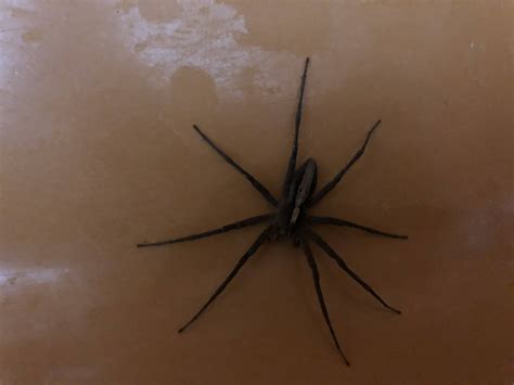 Unidentified Spider In Kimberley South Africa