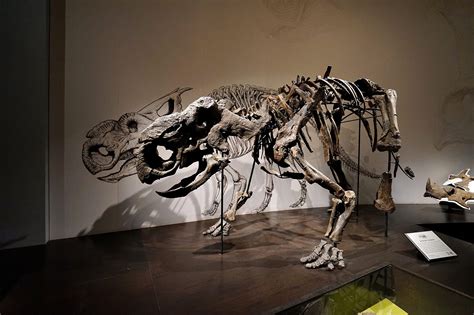 각룡류 공룡뼈 화석 고화질 사진 무료다운로드 Urbanbrush