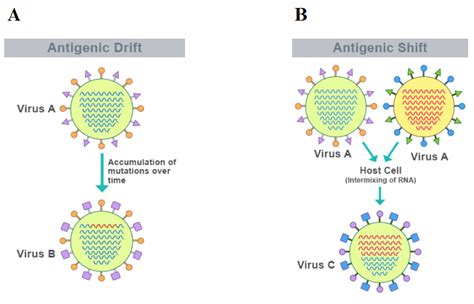 Transcribed image text from this question. The Challenges of Neutralizing Influenza and the Quest for ...