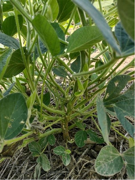 Cover Crop Interaction With Soybean Planting Date Research Highlight