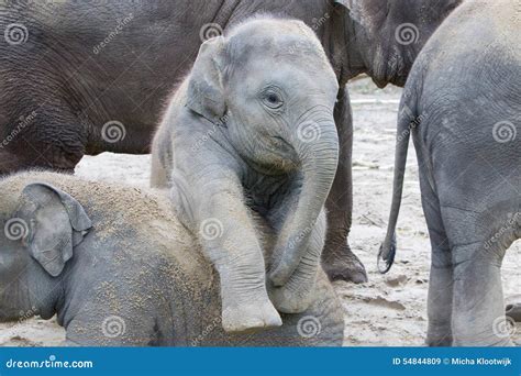 Two Baby Elephants Playing Stock Image Image Of African 54844809
