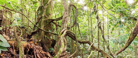 Rainforest Lianas Photograph By Dr Morley Read