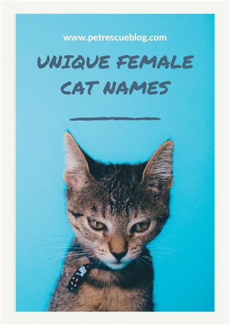 200 Funny Cute Unique Female Cat Names For Your Cute Mate