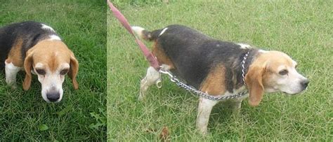 Bodies Beagles Blog Sponsored 6 Year Old Female Tri