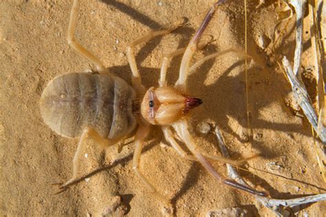 Creepy Camel Spider Spotted In Lubbock