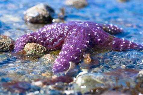Purple Starfish Patrick Flickr