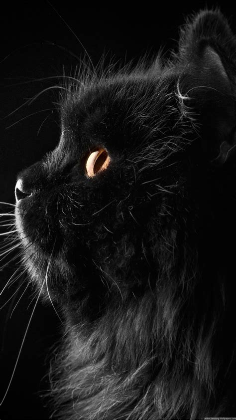 35 Wallpaper Of Cute Black Cat Gambar Terkini