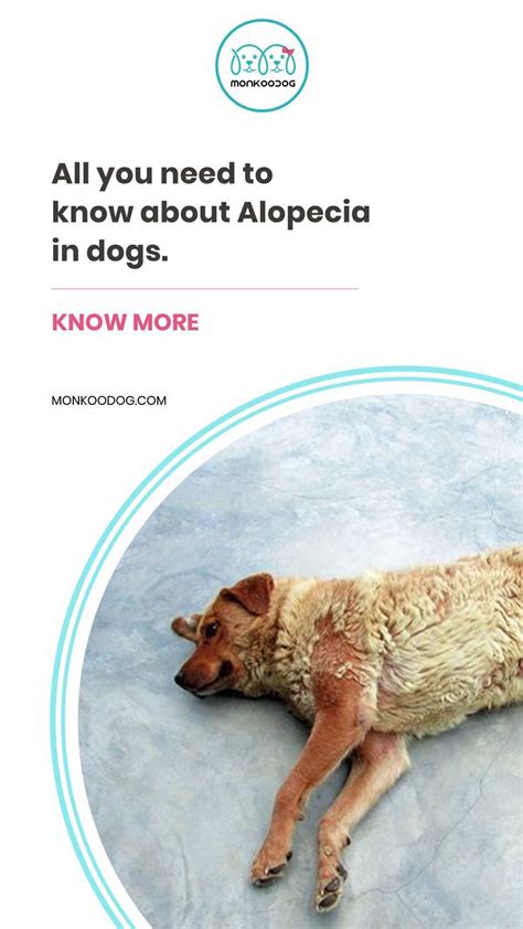 What Does Alopecia In Dogs Look Like