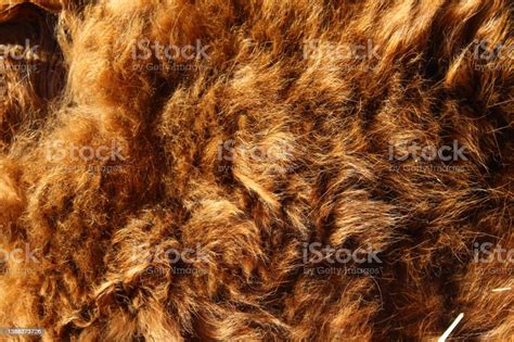 Animal Fur Texture Background Closeup Fluffy Cow Cattle Hair Stock