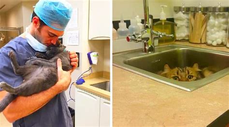 These pets account for a majority of the revenue brought into veterinary practices throughout the united states. This Vet Clinic Will Pay You To Cuddle Cats All Day ...