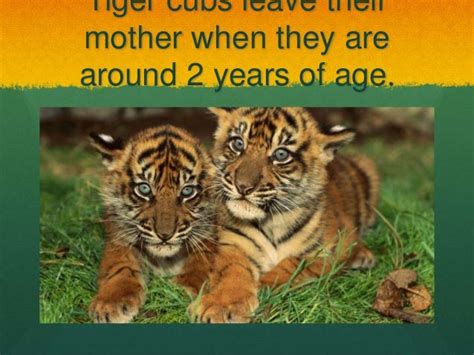 What Are 3 Interesting Facts About Tigers