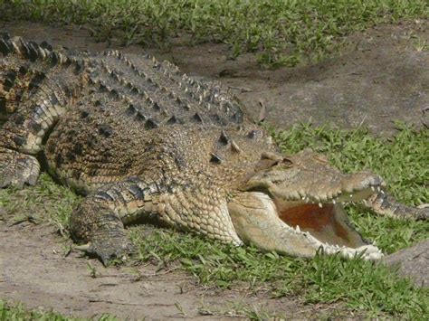 Saltwater Crocodile The Biggest Animals Kingdom