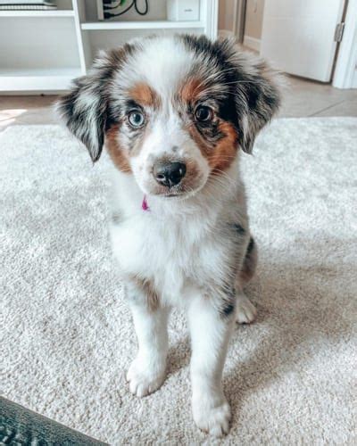 Mini Australian Shepherd 14 Amazing Facts About Mini Aussie