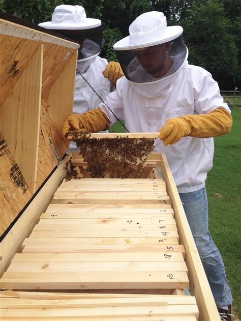 The bars form a continuous roof over the comb, whereas the frames in most current hives allow space for bees to move up or down between boxes. Beekeeping 101: Picking The Best Hive Design For Your ...