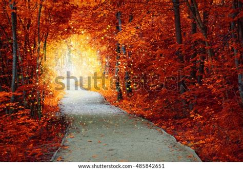 Magical Autumn Forest Path Fantastic Glow Stock Photo Edit Now 485842651
