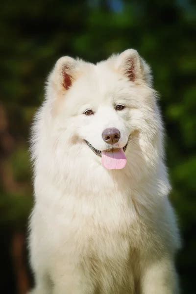 Portrait Of Samoyed Closeup Sled Dogs Dog Lying On The Lawn Stock