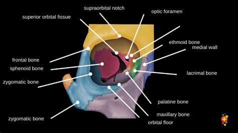 Cranial Floor And Posterior Orbital Wall Is
