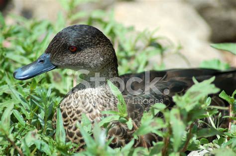 Grey Teal Duck Stock Photo Royalty Free Freeimages